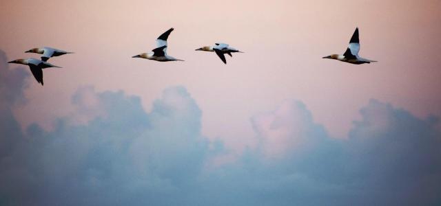 Birds flying