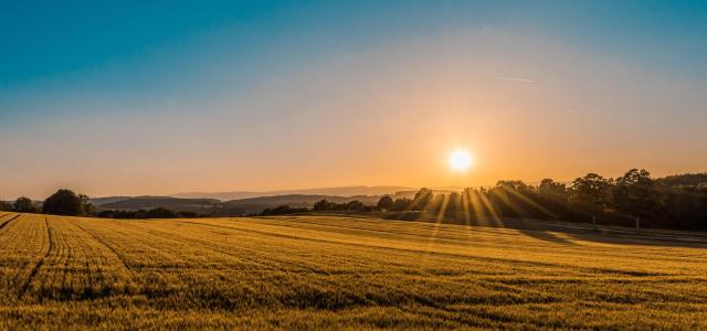 Field