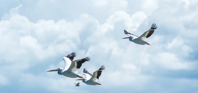 Birds flying